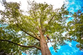 How Our Tree Care Process Works  in Lapwai, ID