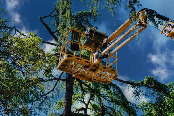 Professional Tree Services in Lapwai, ID